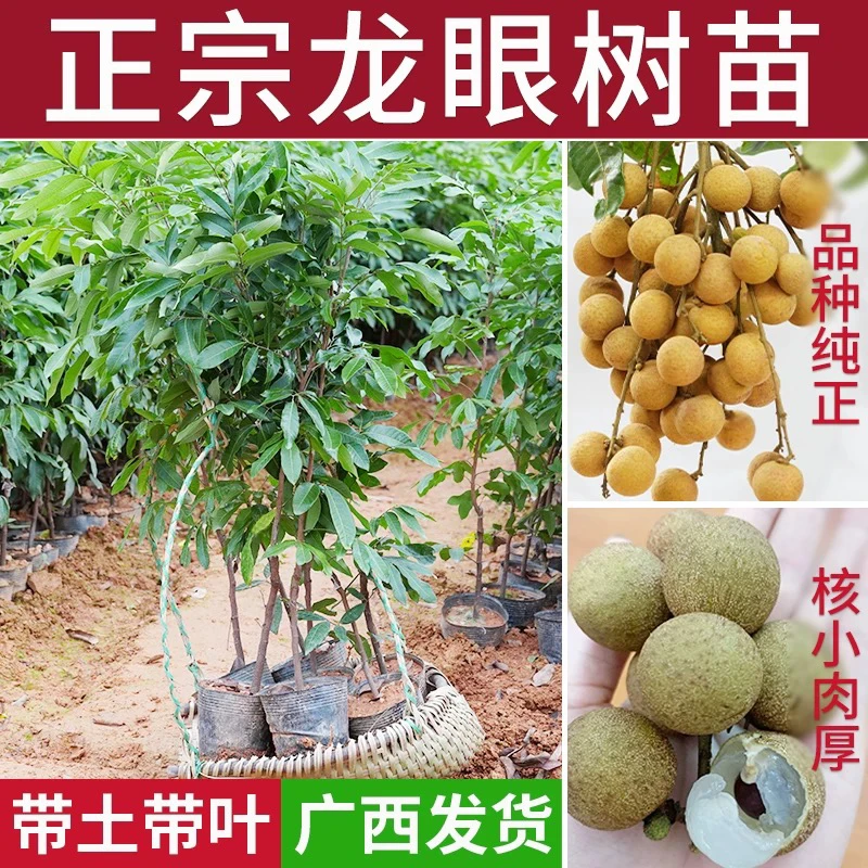 四季龙眼树苗嫁接带土带叶一物一拍