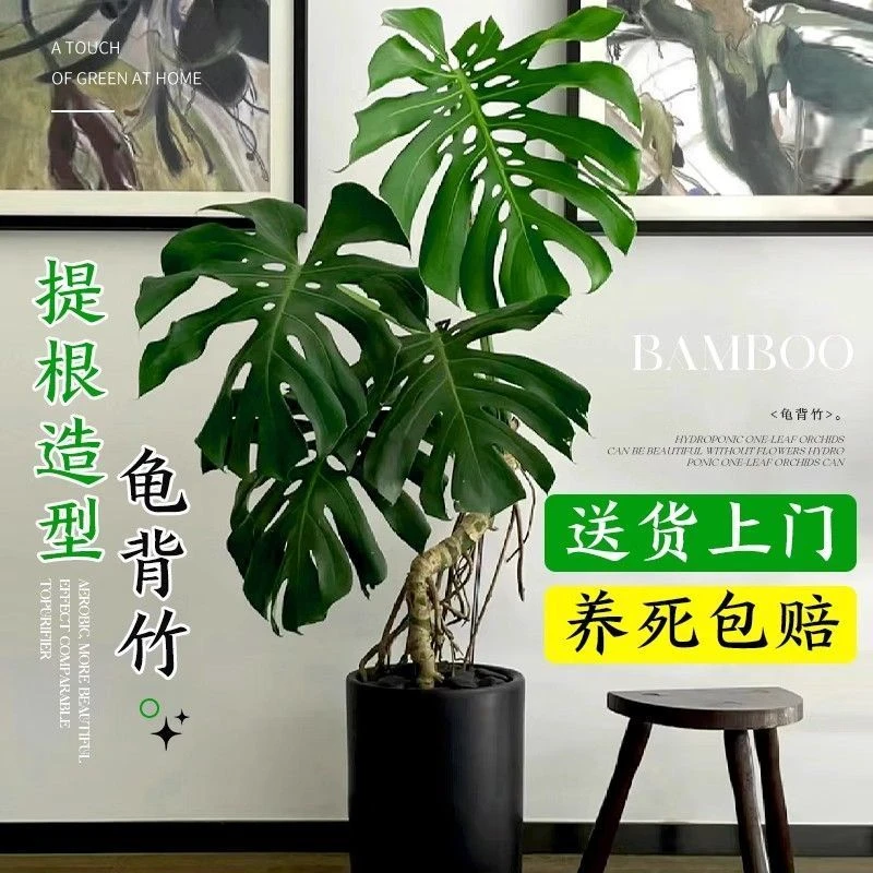 龟背竹土水培盆栽北欧风大叶室内绿植净化空气易活