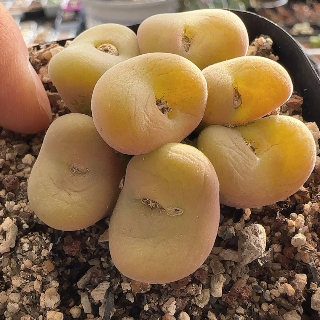 海*28包邮脱土发货26923