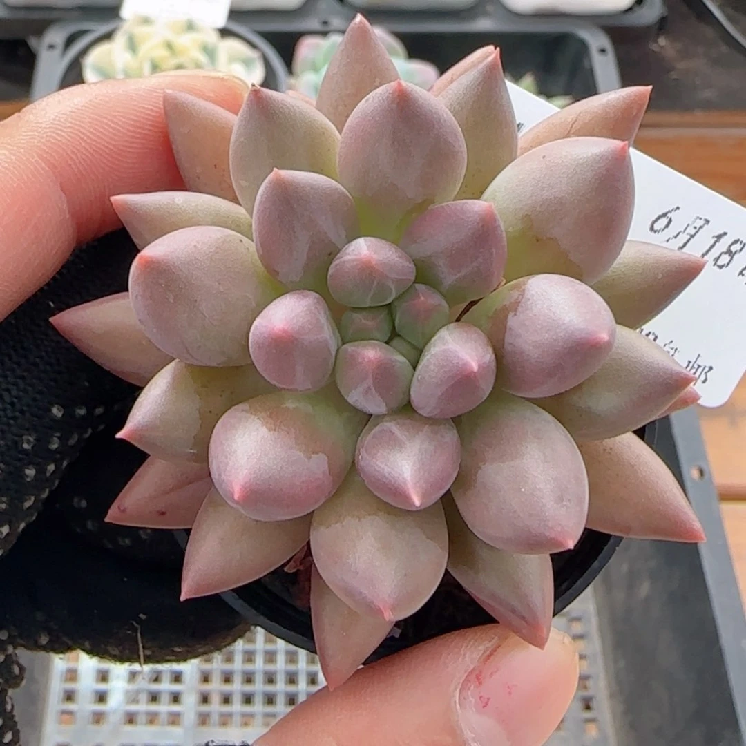 0618-113红蜻蜓红蜻蜓