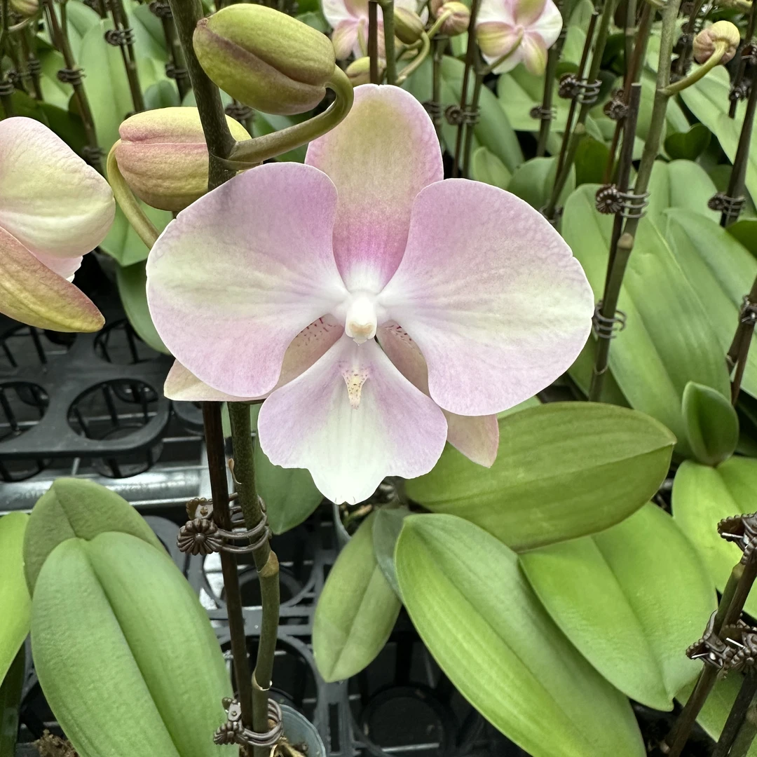 兰屿LYSLAND【威尼斯】蝴蝶兰鲜花盆栽