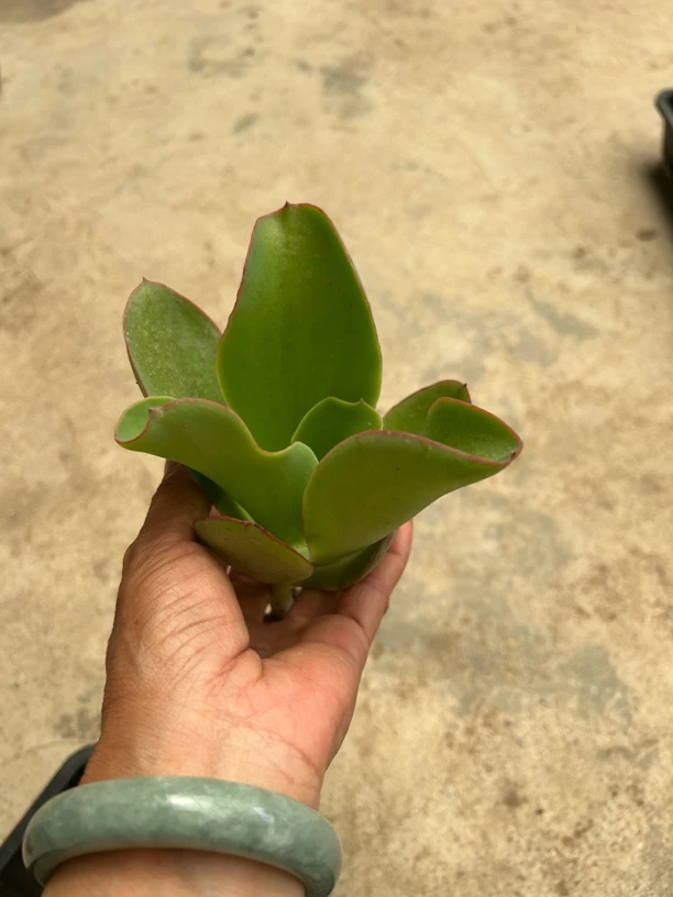 帕斯玫瑰单头多肉