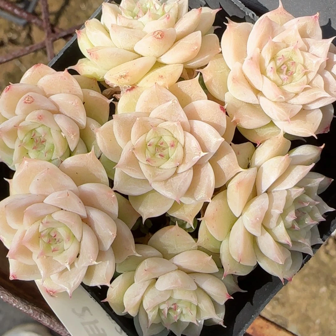 花语逸境0213-223散