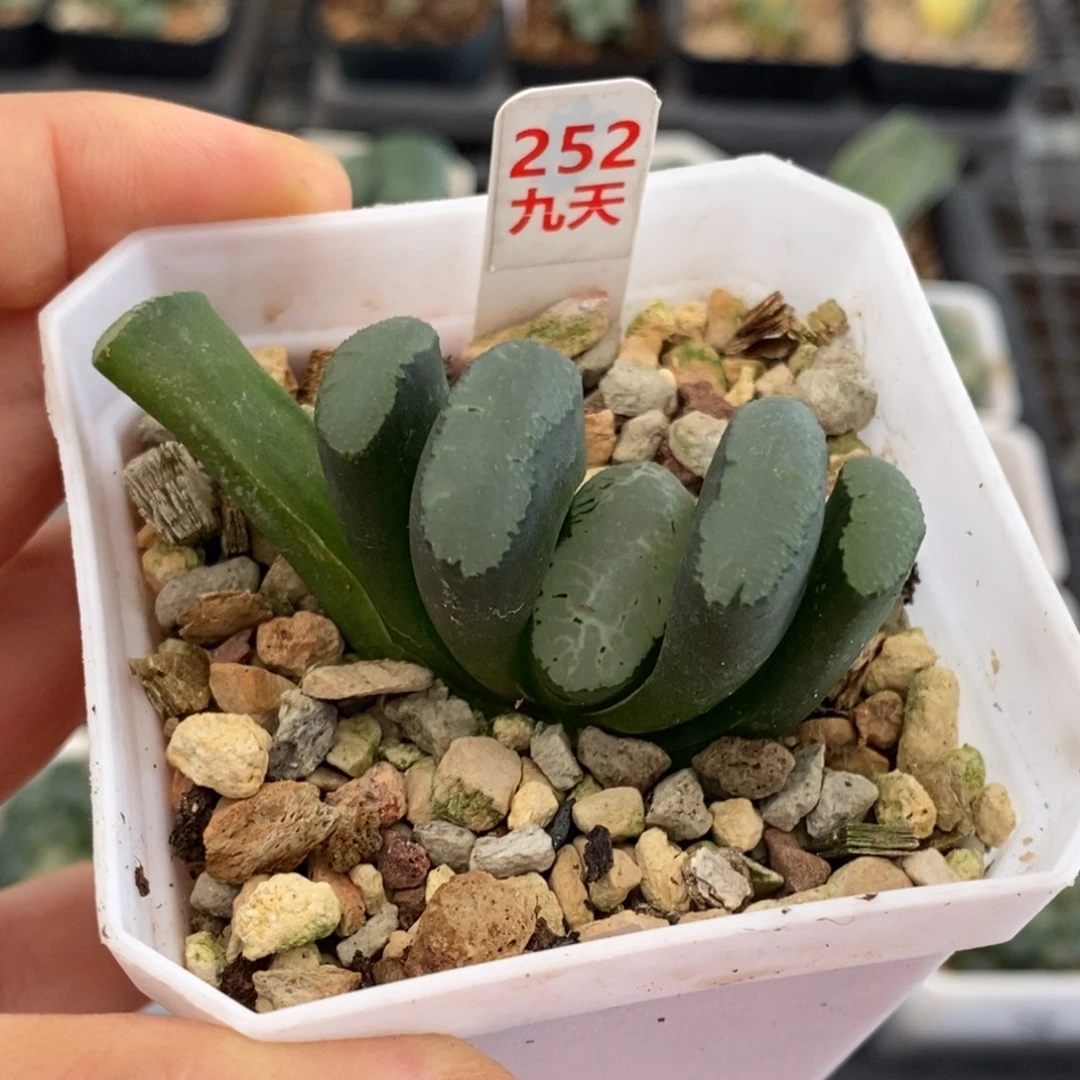 252号传奇蓝玉扇多肉
