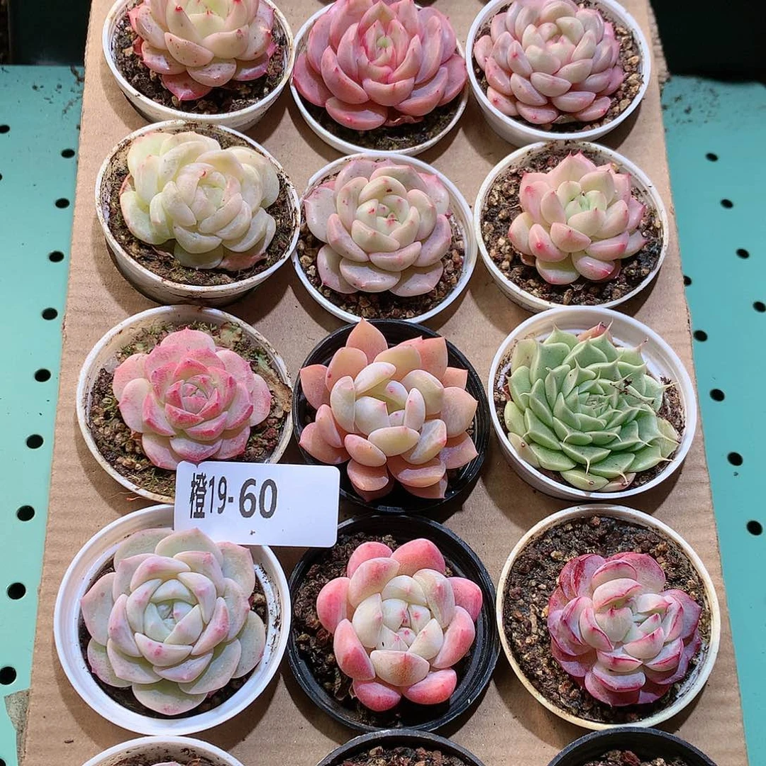 19-60一物一拍带盆18颗。