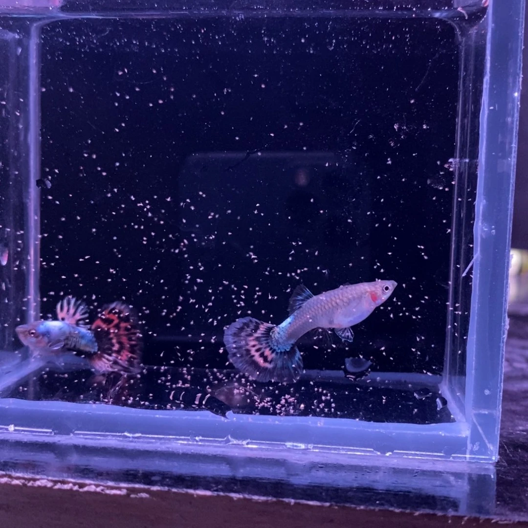 孔雀鱼半月尾一对
