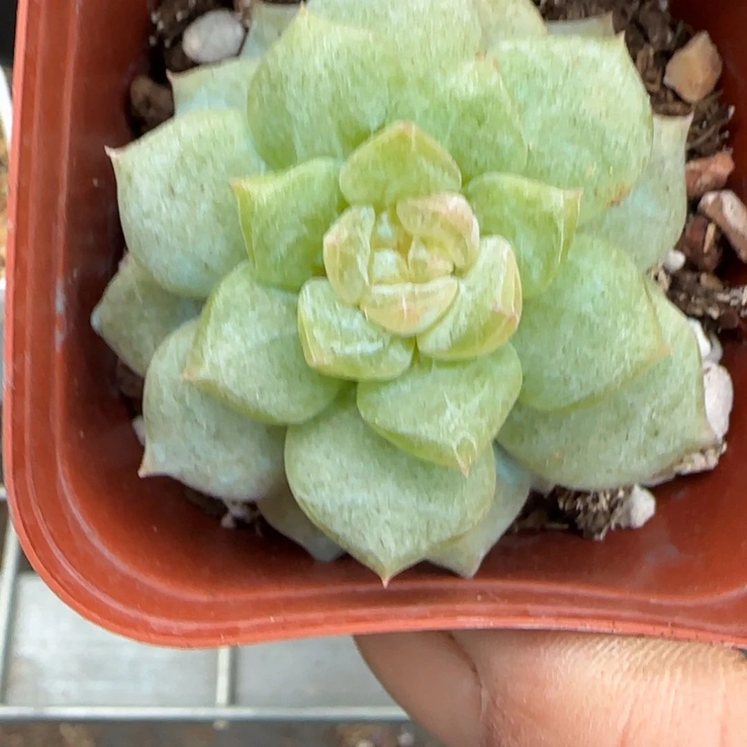 小卡拉米糖心一物一拍