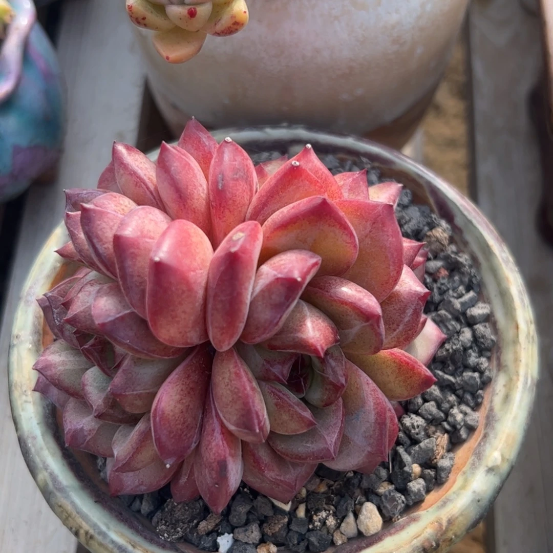 夜魔侠群多肉植物