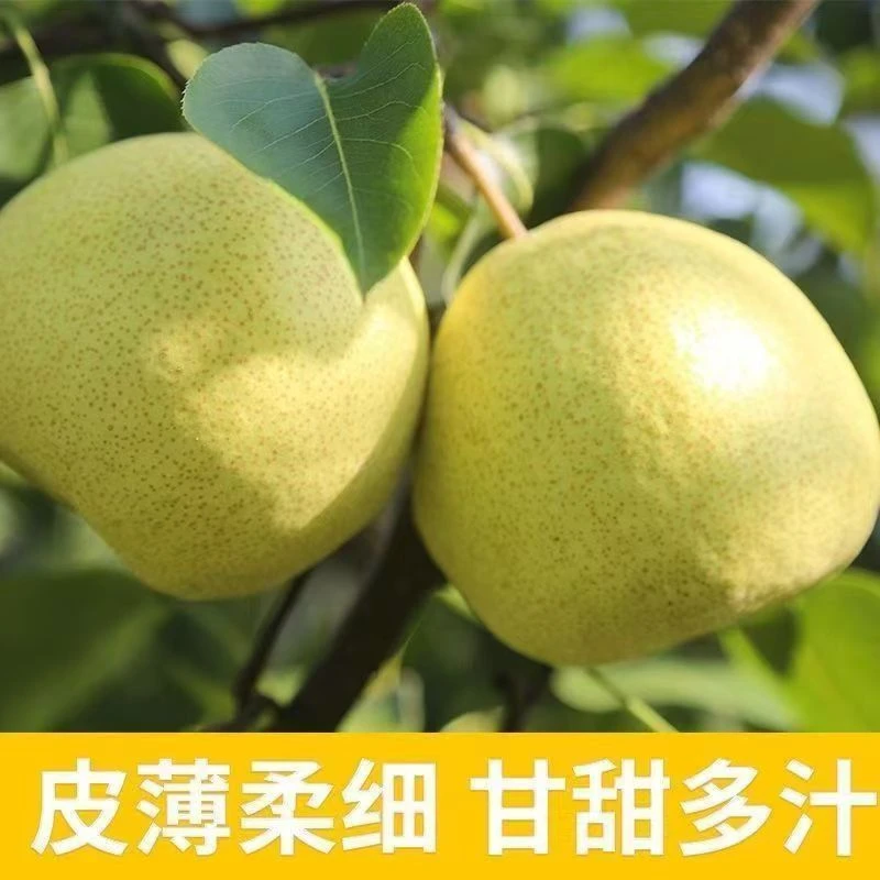 【砀山梨】正宗砀山酥梨百年老梨树新鲜采摘爆甜皮薄多汁