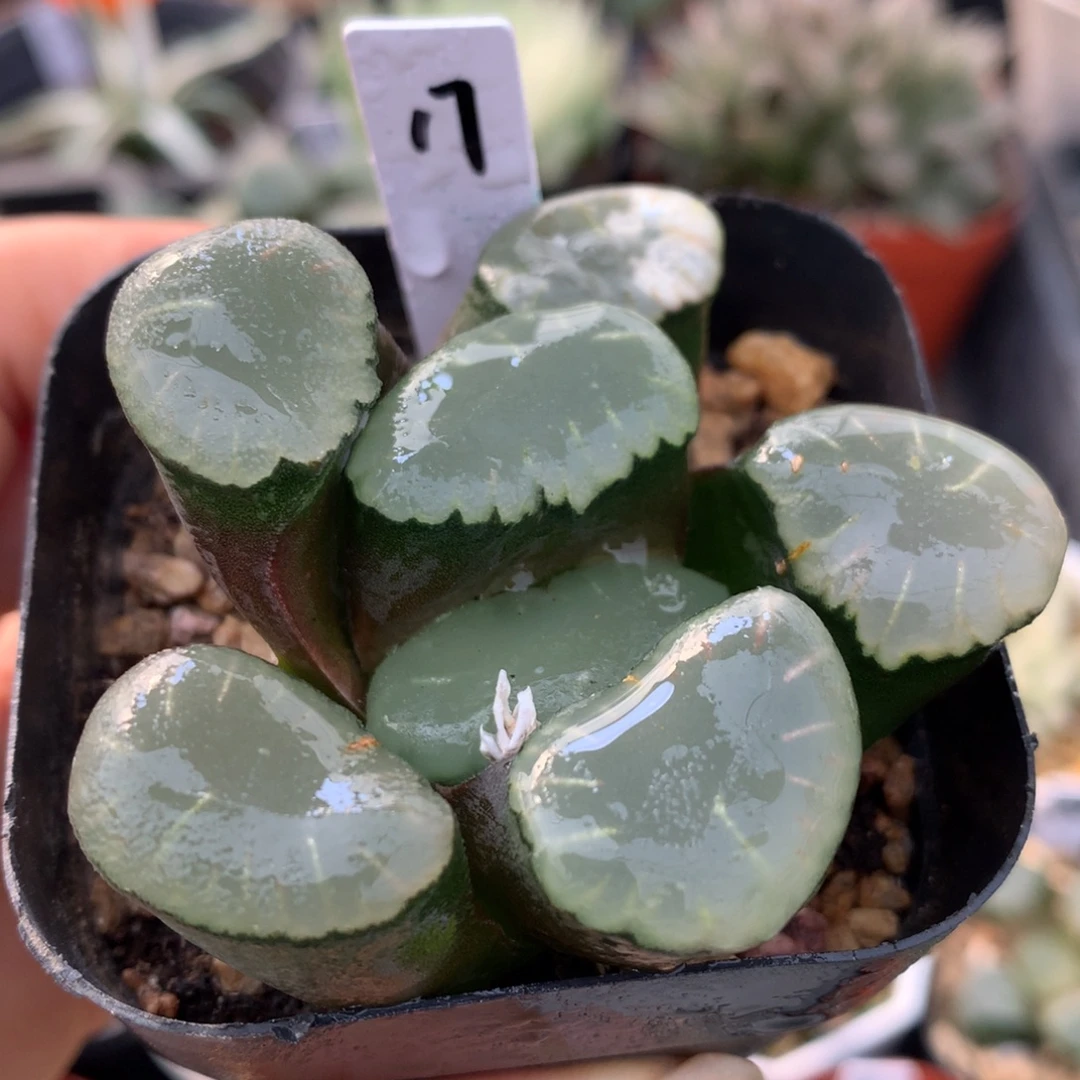 红月亮万象，带盆一起