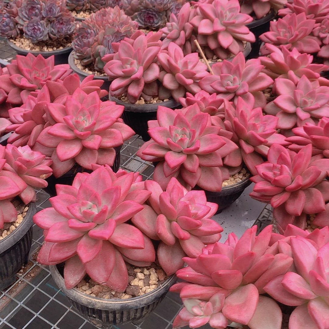 三头赫菲群00000000000000