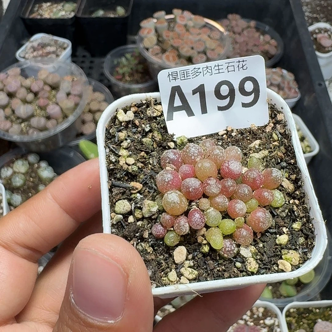 199多肉植物多肉植物