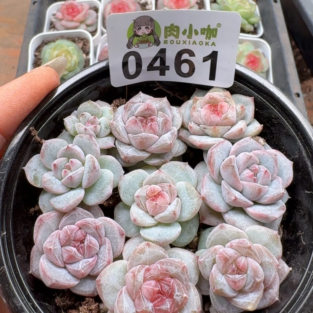 多肉植物多肉植物