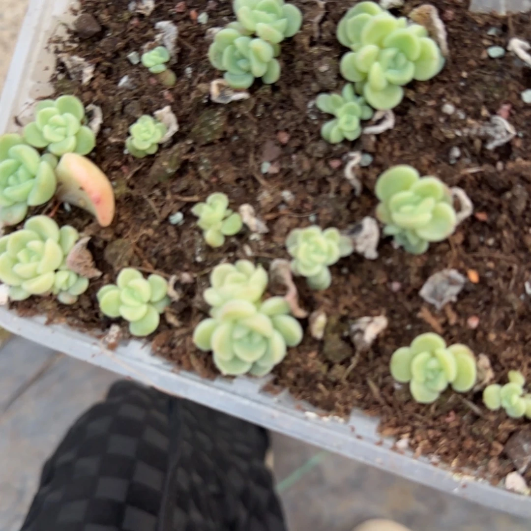 自有财富3 穴一个满25包邮