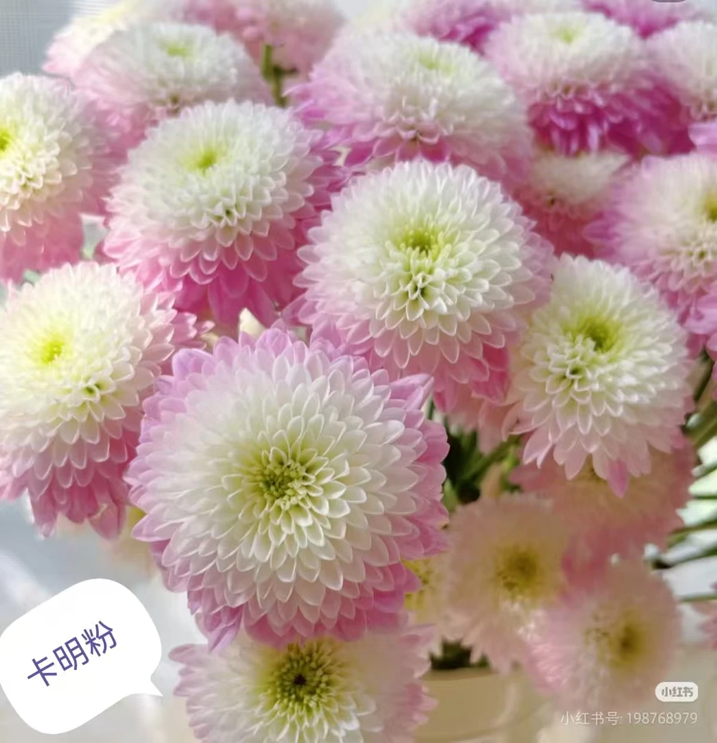 【卡明粉】小雏菊居家插花品质保证顺丰包邮自然鲜切花应季花材