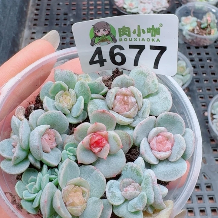 多肉植物多肉植物