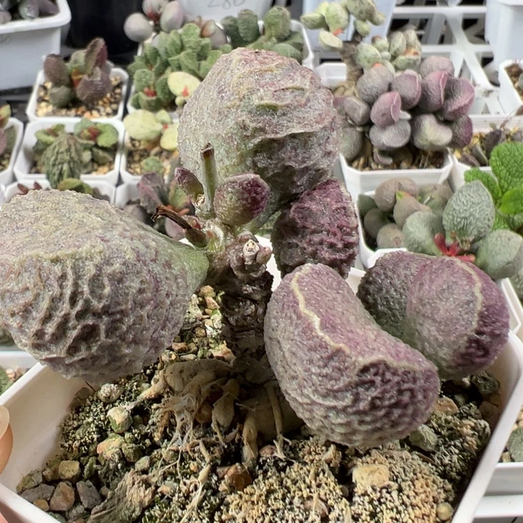 w双头桩哈莫猪肝多肉植物水泡