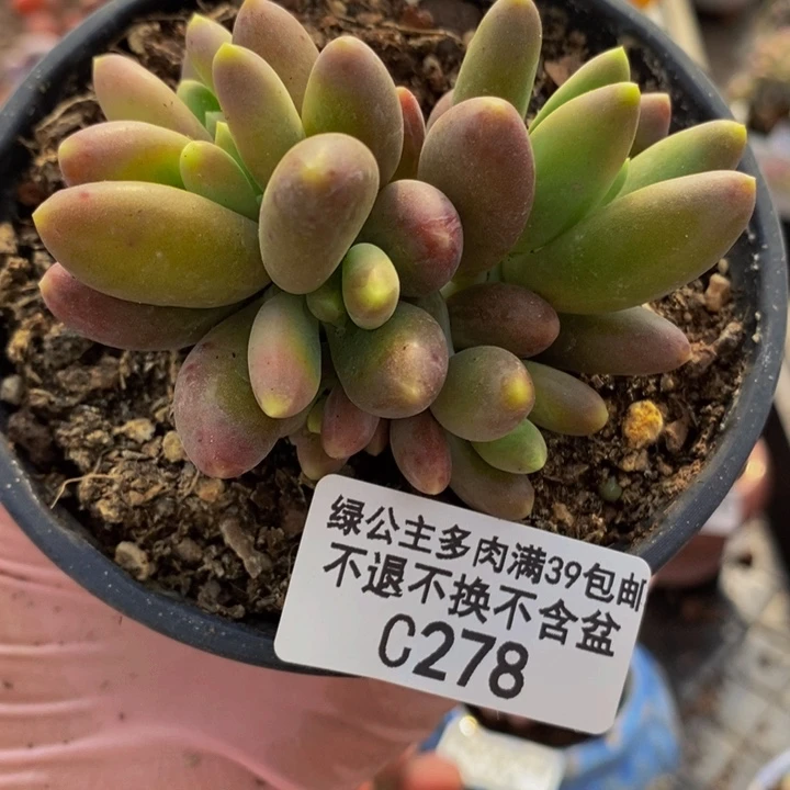 金蝉芒果奶7cm278多肉植物