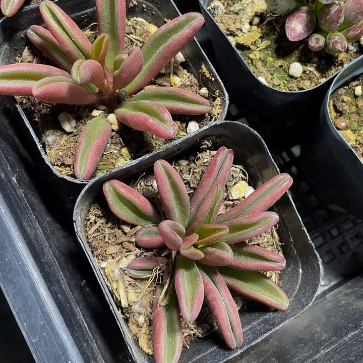 红背椒草3.8带盆土发