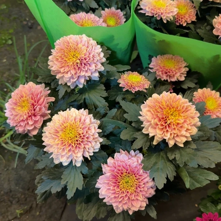 新品大花型香槟粉盆栽