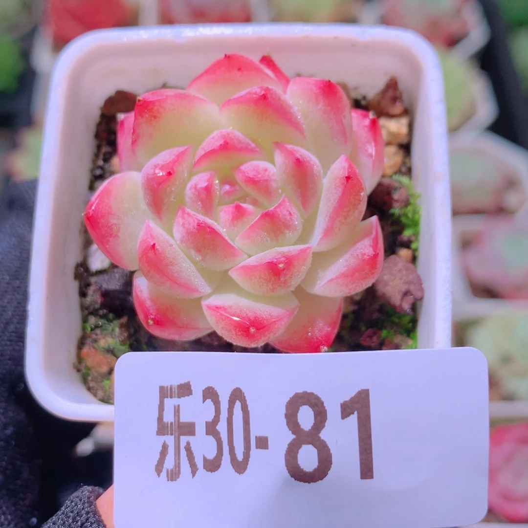 乐然30-81 美瞳单头