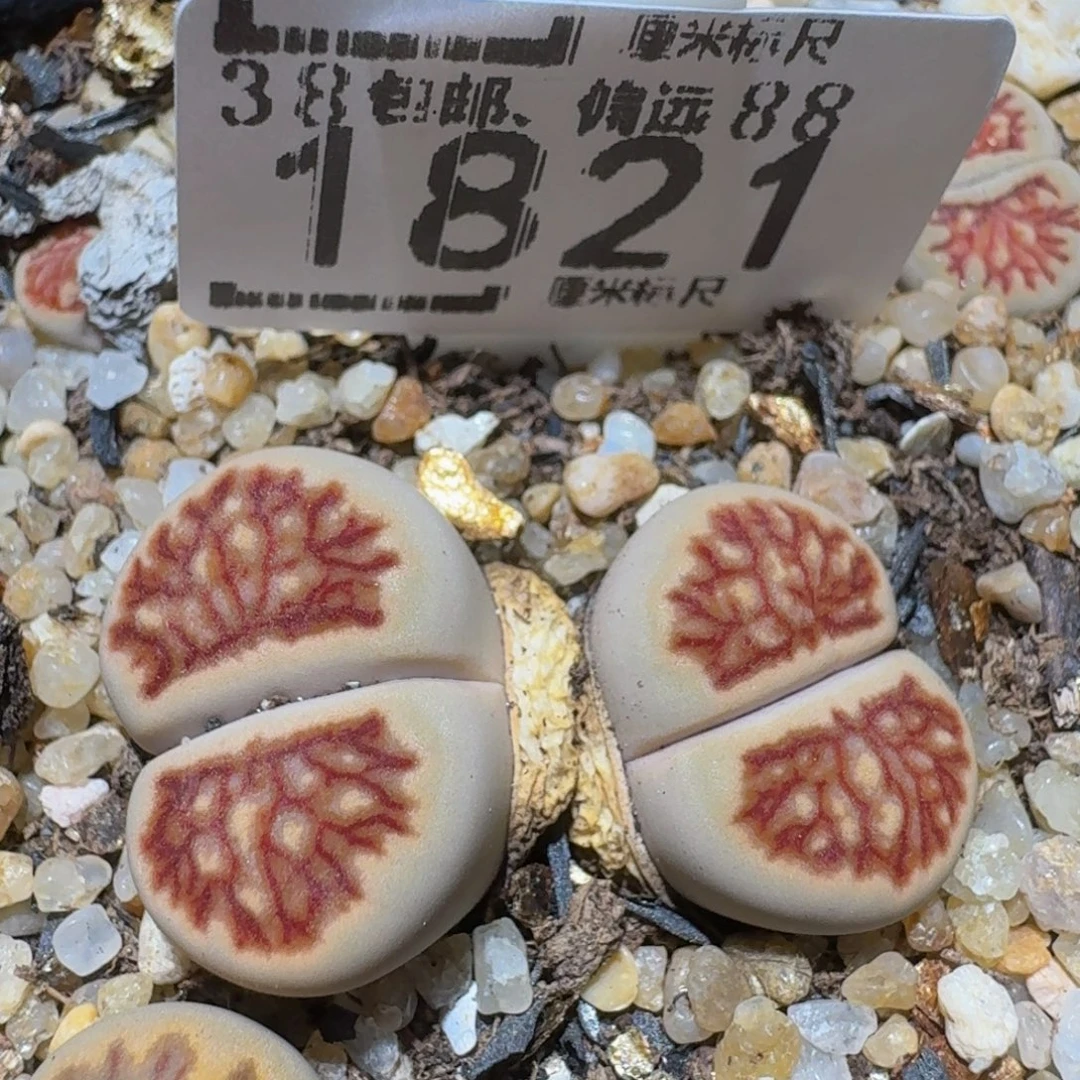 Ssss精品生石花1821