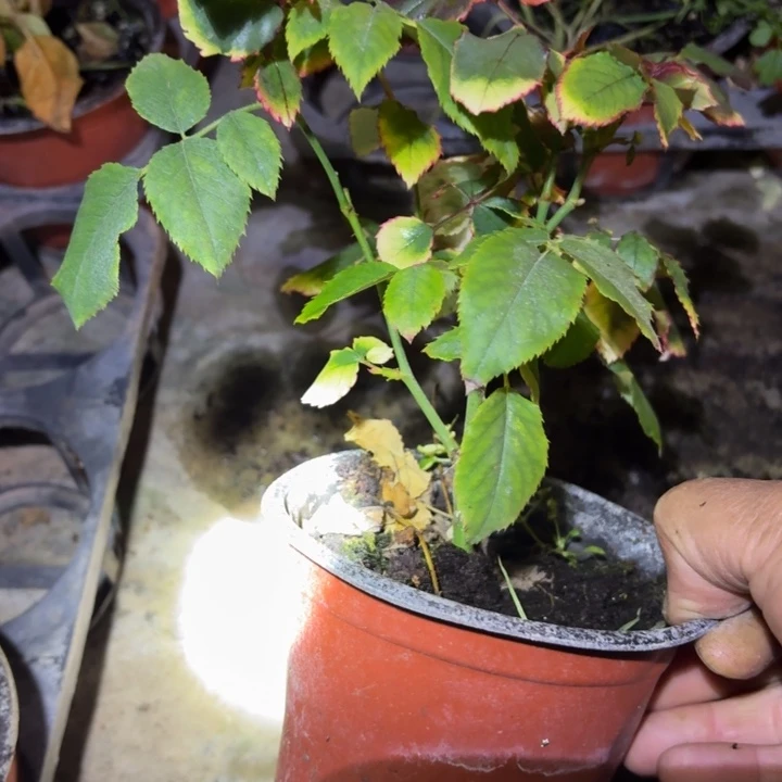 无花朵银绒扦插小苗