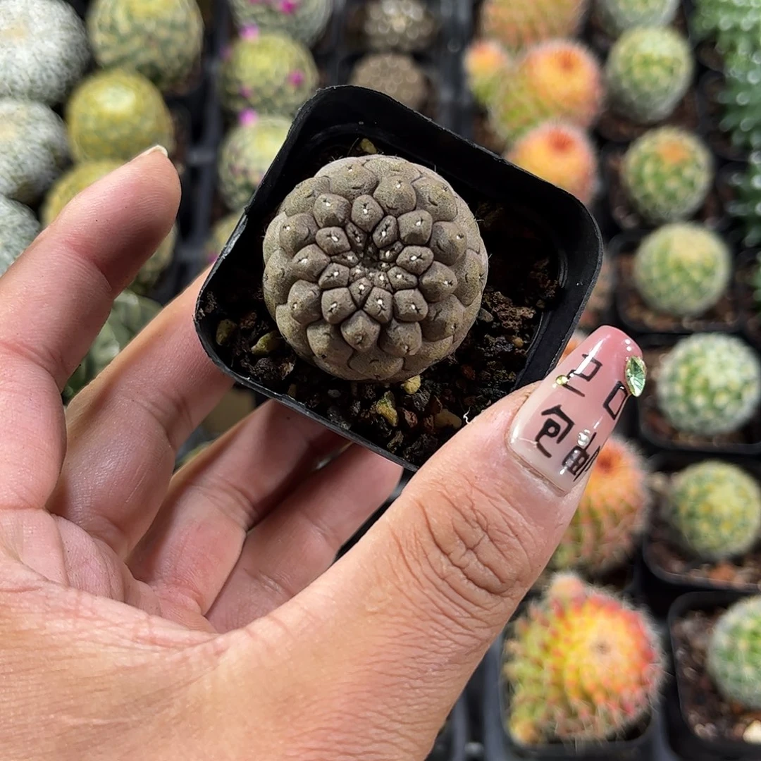 蜥蜴皮单头发货单头