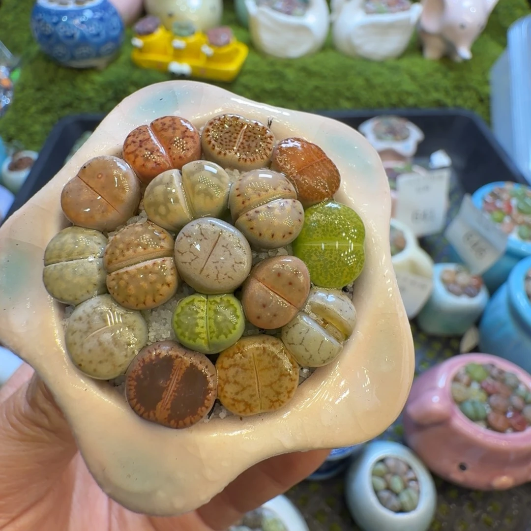 多肉植物福利冲640