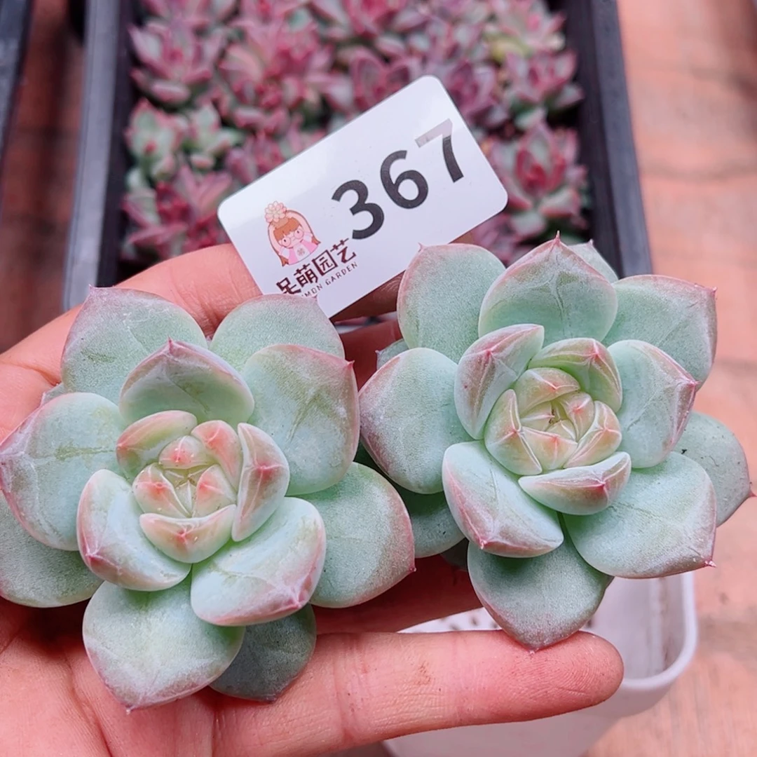 多肉植物多肉植物