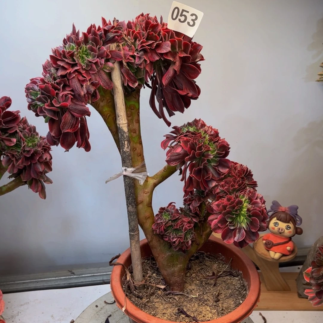 多肉植物美杜莎缀053