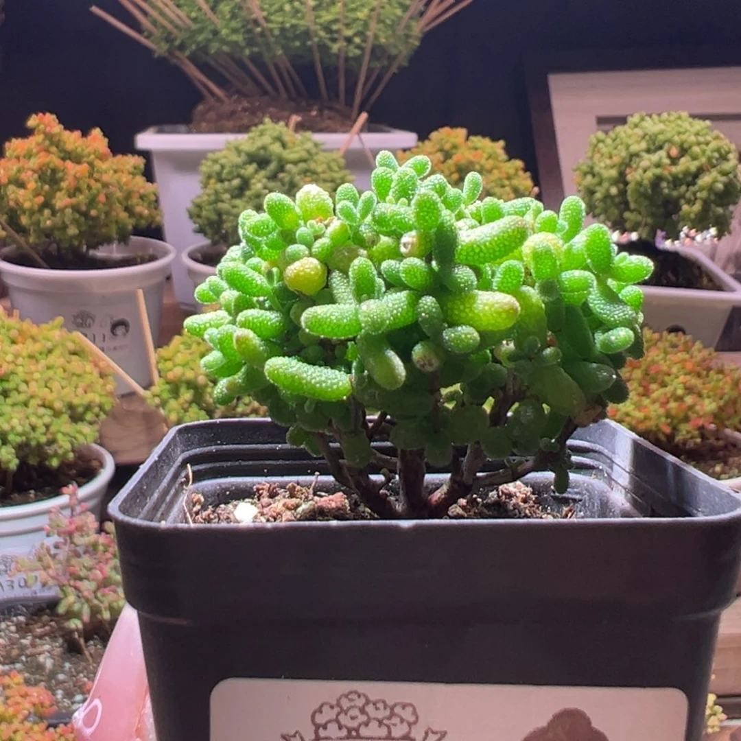 663金桔一物一拍带盆土发货