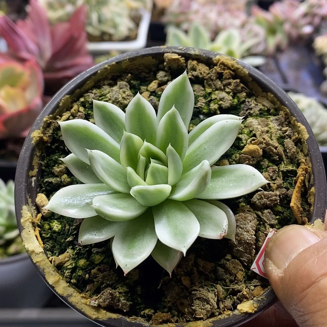 G*1099蝴蝶飞舞锦多肉