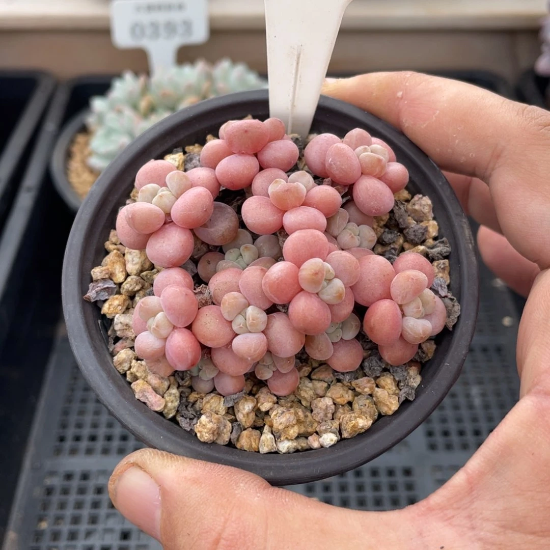 0579洛可可不带盆7厘米