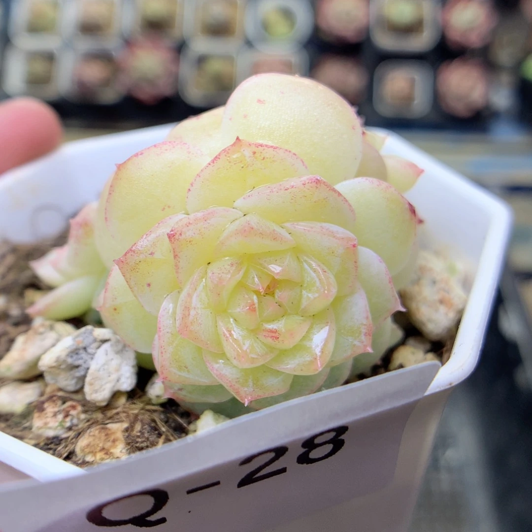 Q28 ，20包邮两天凑单偏远地区不发货