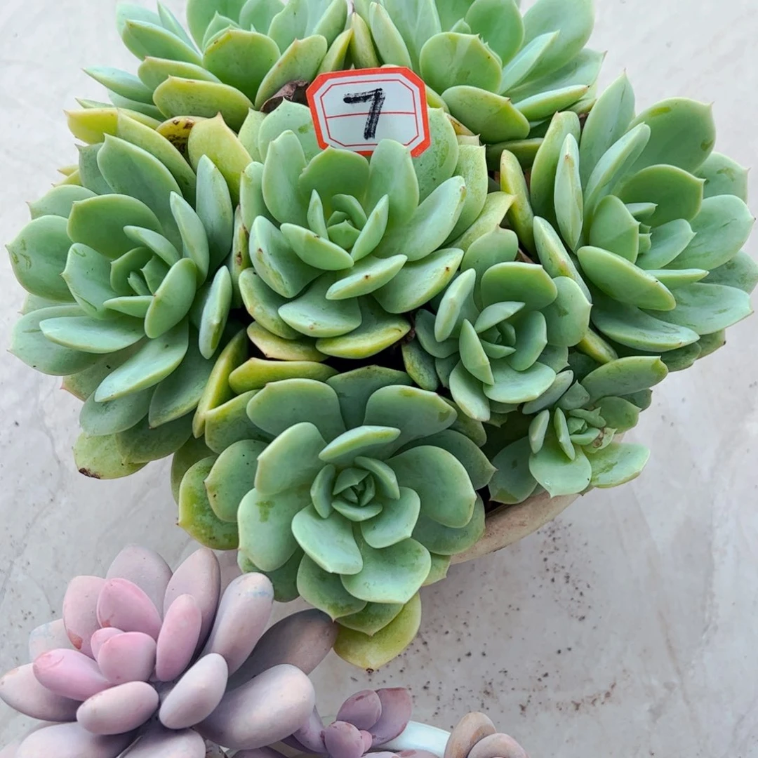 許***笙多肉植物组合盆栽7