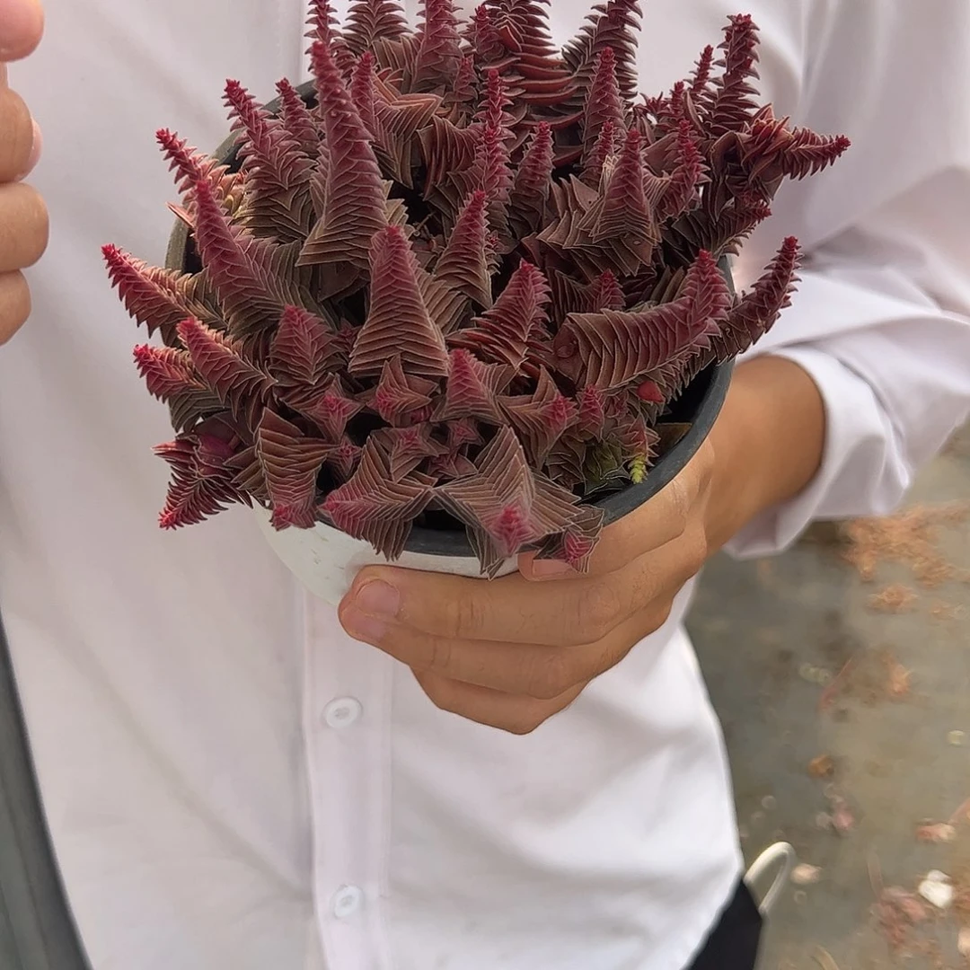 茜之塔散装带盆土发货