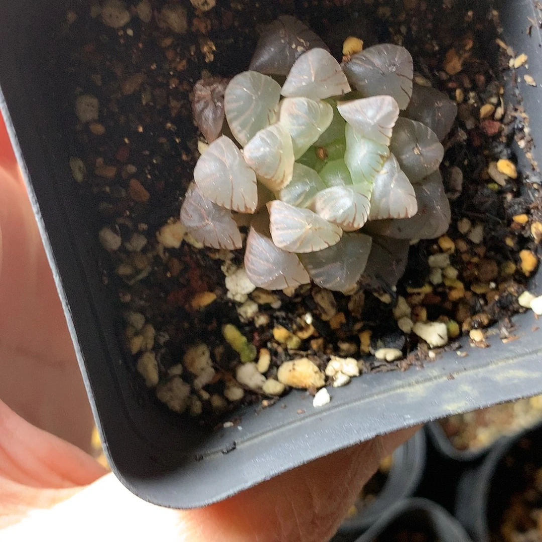 G29多肉植物保护