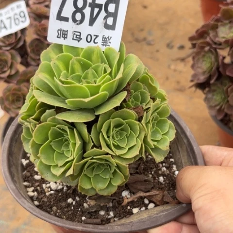 ?****487琉璃翡翠不包断枝