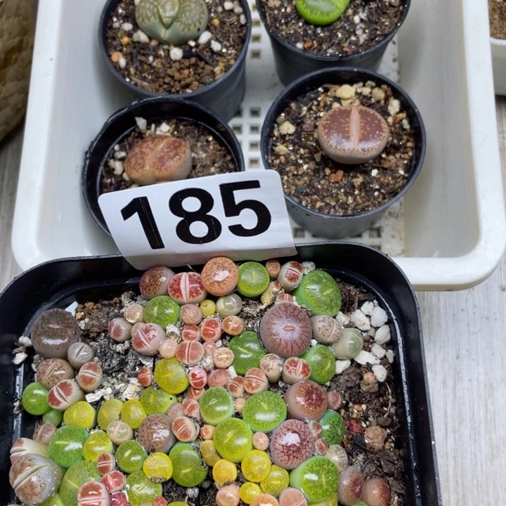 185彩混带4盆带保温