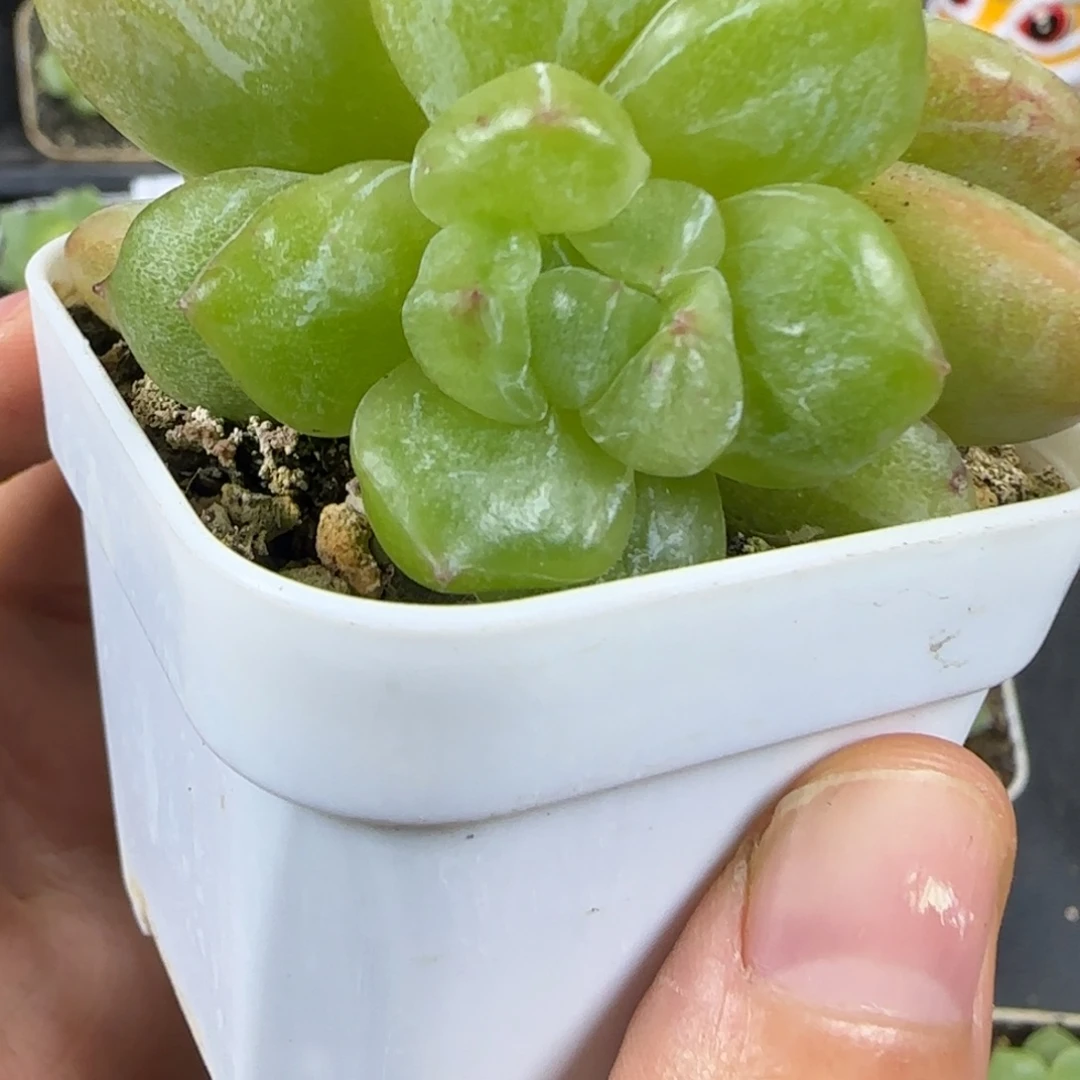 46东篱下多肉植物哈哈哈哈哈哈