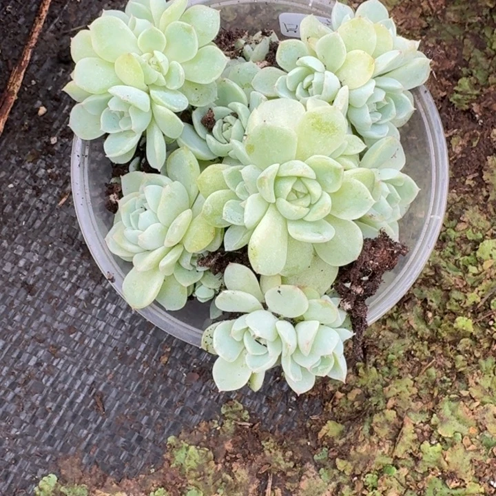 055纸鸢饭盒一组十颗