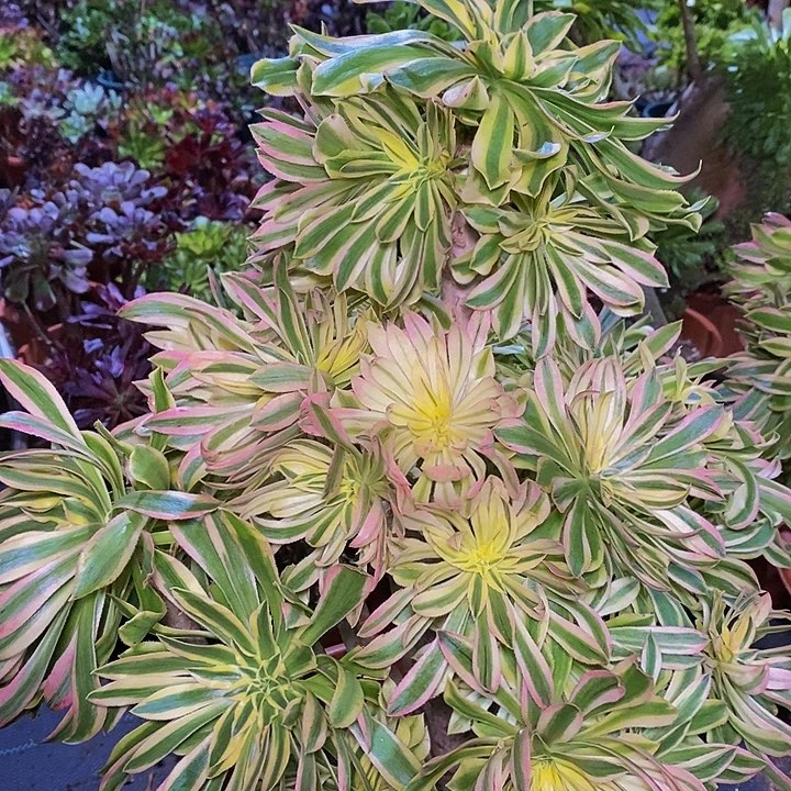 多肉植物保护研究所