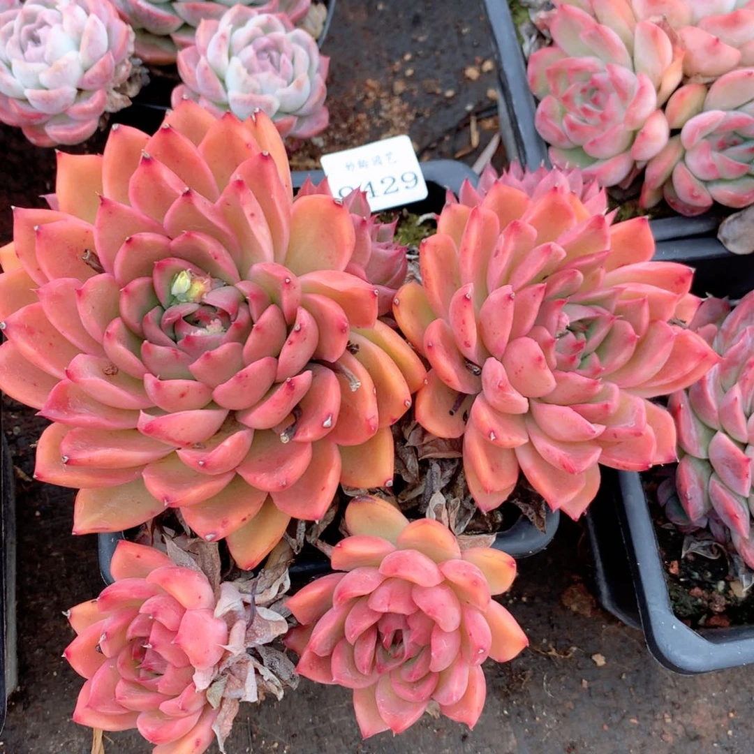 9429新年快乐呀发发发