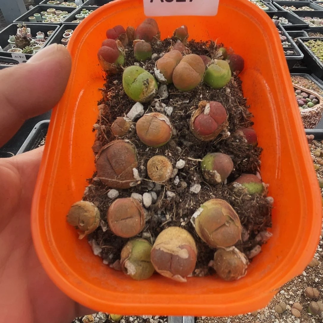 一物一拍超毛A327