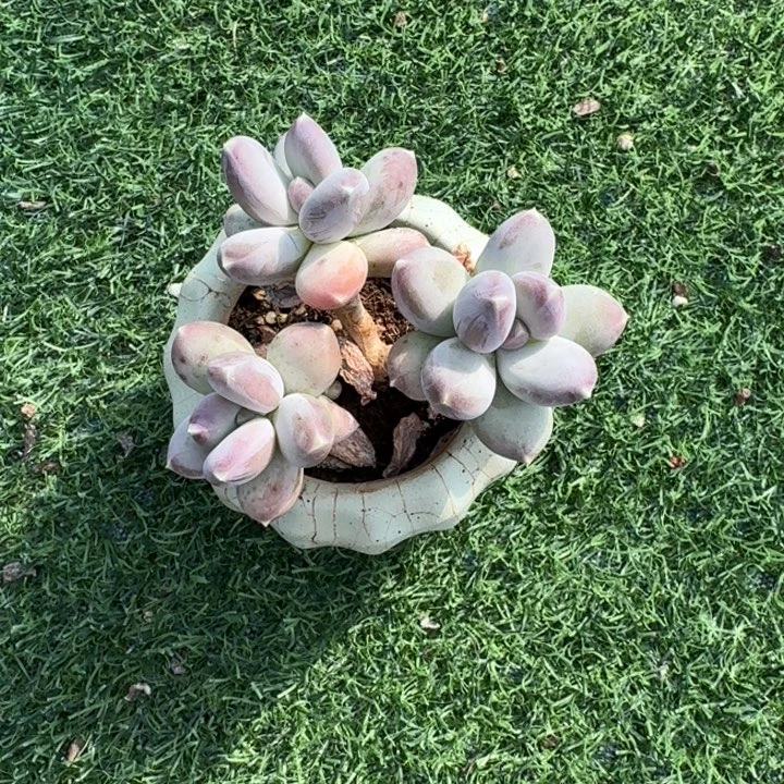 星空美人多肉植物