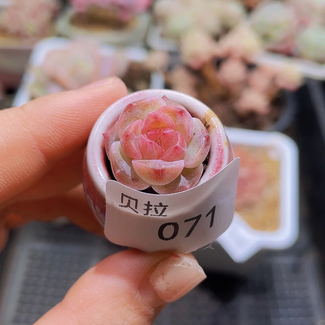 91带盆土精品多肉一物一拍