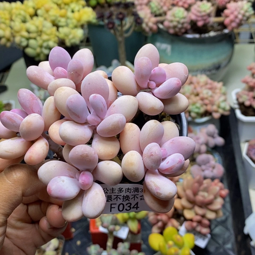 034糖果桃蛋多肉9cm