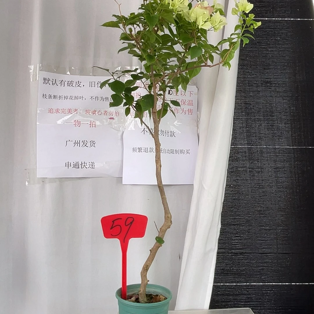 当前无花栽培后可以开花59绿樱