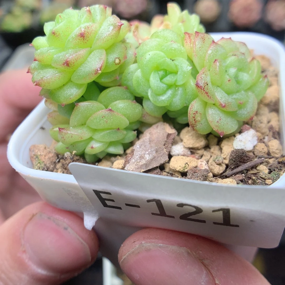 E121y y y y y y y y y